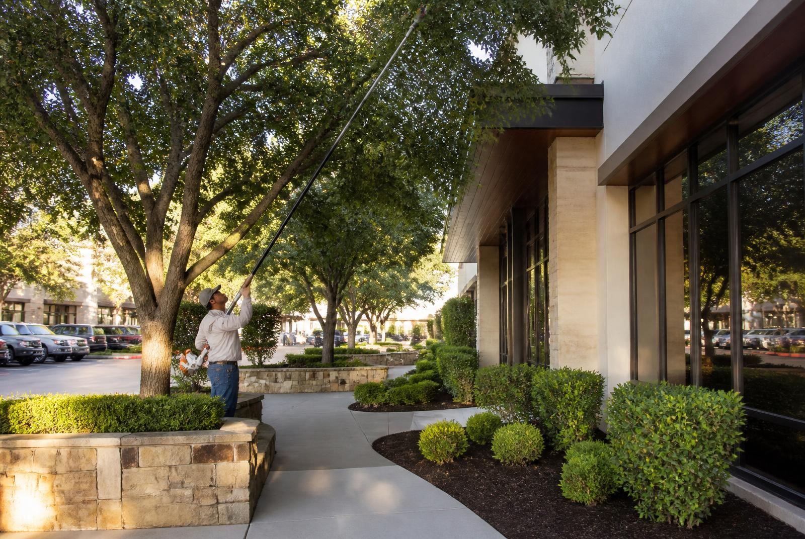 Landscaper trimming a live oak canopy above freshly mulched beds at an Austin retail center